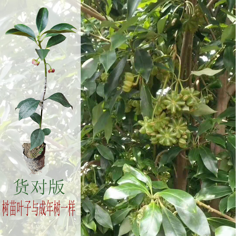 八角大三三年杯苗四年其它常绿一年茴香香树果树