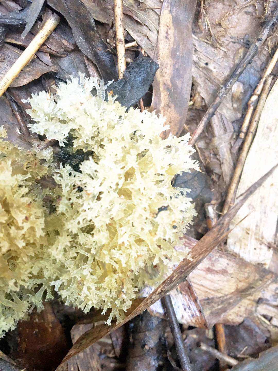 燕窝竹花四川乐山眉山特产竹荪笋竹菌竹菇竹竹笋