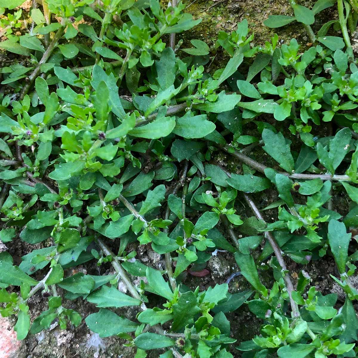 鹅仔黄食草图片