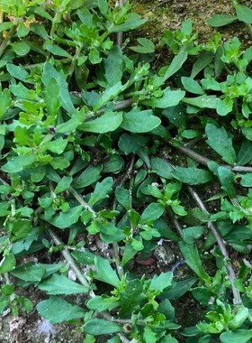 天然鹅不食草汁滴新鲜鹅仔不食草