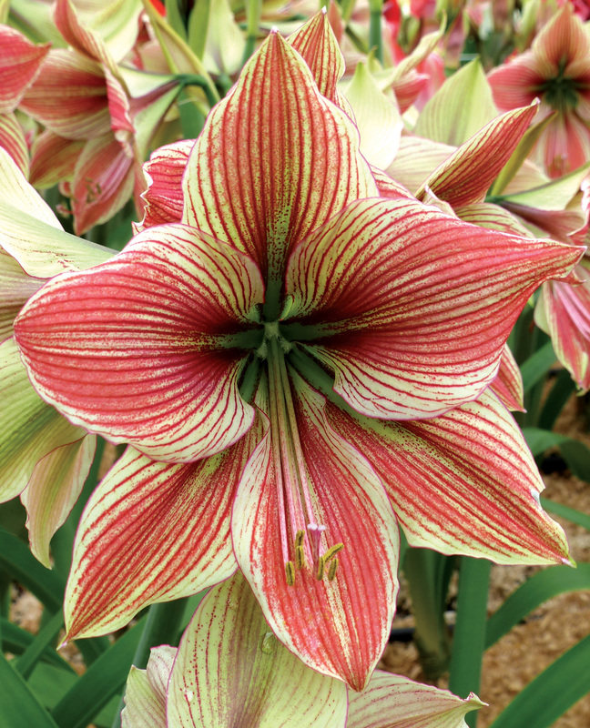 荷兰现货异域之星2021年秋季进口朱顶红种兰花种球