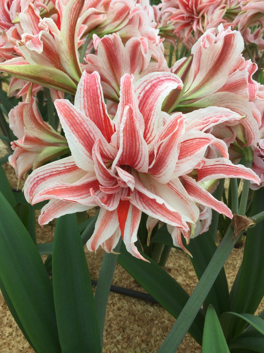 荷兰现货多福福莱特比翼进口重瓣朱顶红种兰花种球