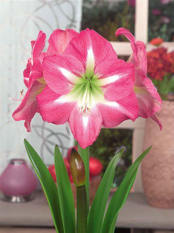 预售曝光exposure2021秘鲁进口朱顶红种荷兰兰花种球