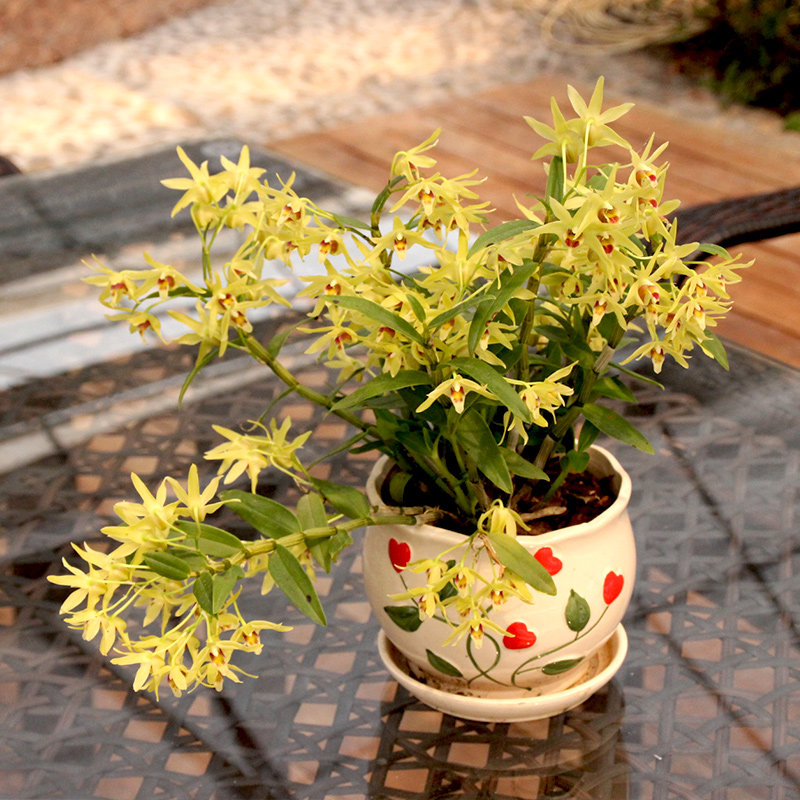 石斛铁皮盆栽庭院阳台室内办公桌窗台兰好养花花卉