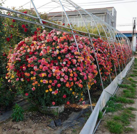 造型月季月季花花球盆栽蔷薇玫瑰成品欧月拱门花卉