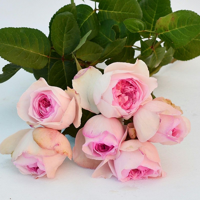 伊芙特大盆栽花卉耐热耐寒玫瑰浓香乙女阳台时令草本花卉