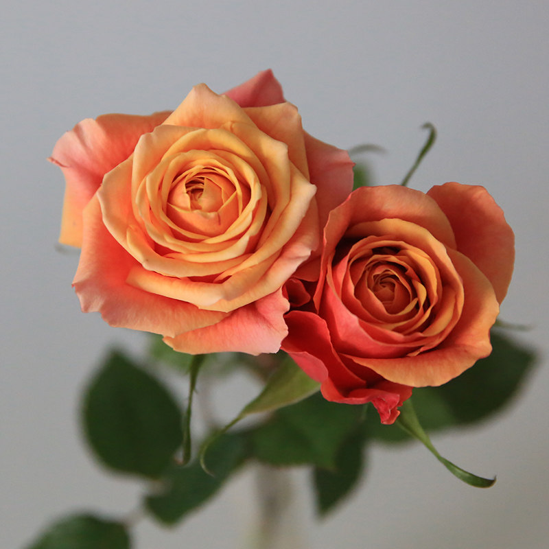 樱桃白兰地月季花大苗盆栽庭院特大浓香四季开复色花卉