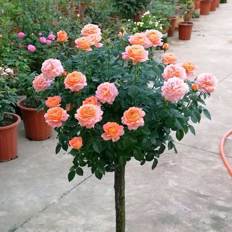 月季果汁阳台棒棒糖树状月季花花苗盆栽四季植物时令草本花卉