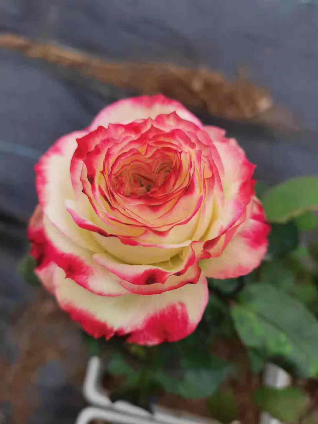 肯尼亚玫瑰花大苗苹果杰克切花月季特大浓香阳台时令草本花卉