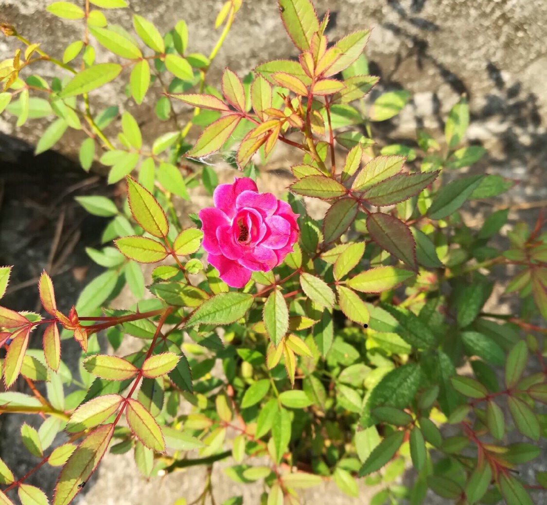 月季紫咲月季花花苗多头阳台微型耐晒四季花卉时令草本花卉