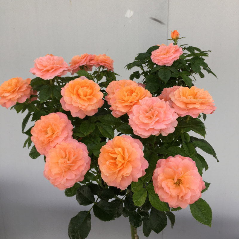 月季果汁阳台棒棒糖树状月季花花苗盆栽四季植物时令草本花卉