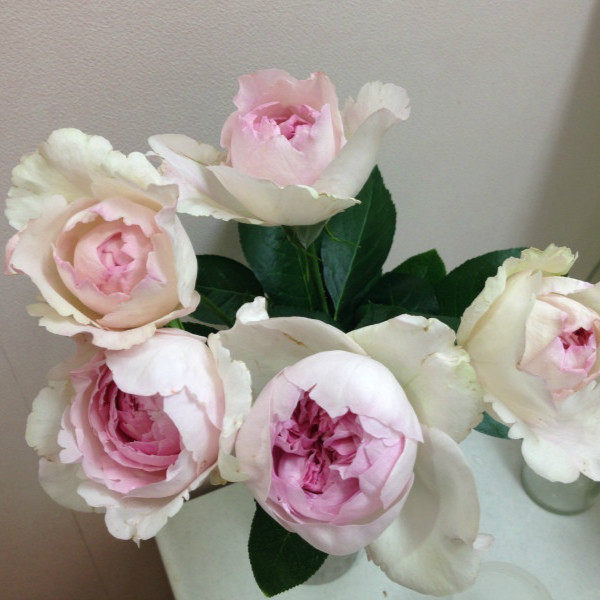 大花浓香月季月季花花苗伊芙克莱尔阳台观花别墅花卉