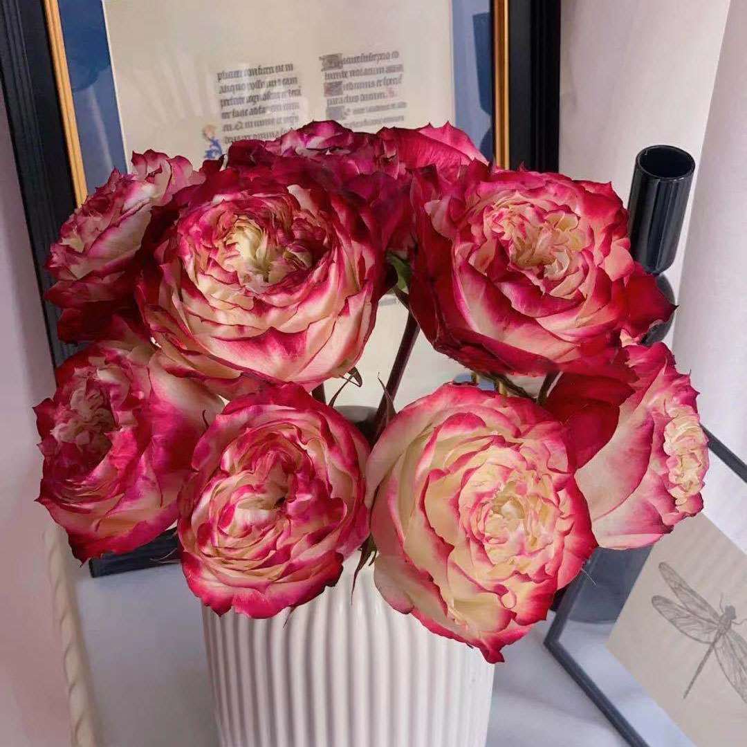 肯尼亚玫瑰花大苗苹果杰克切花月季特大浓香阳台时令草本花卉