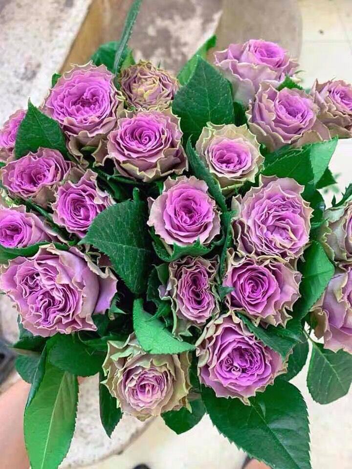 特洛伊42号公路月季玫瑰花大苗复古紫色阳台盆栽月季