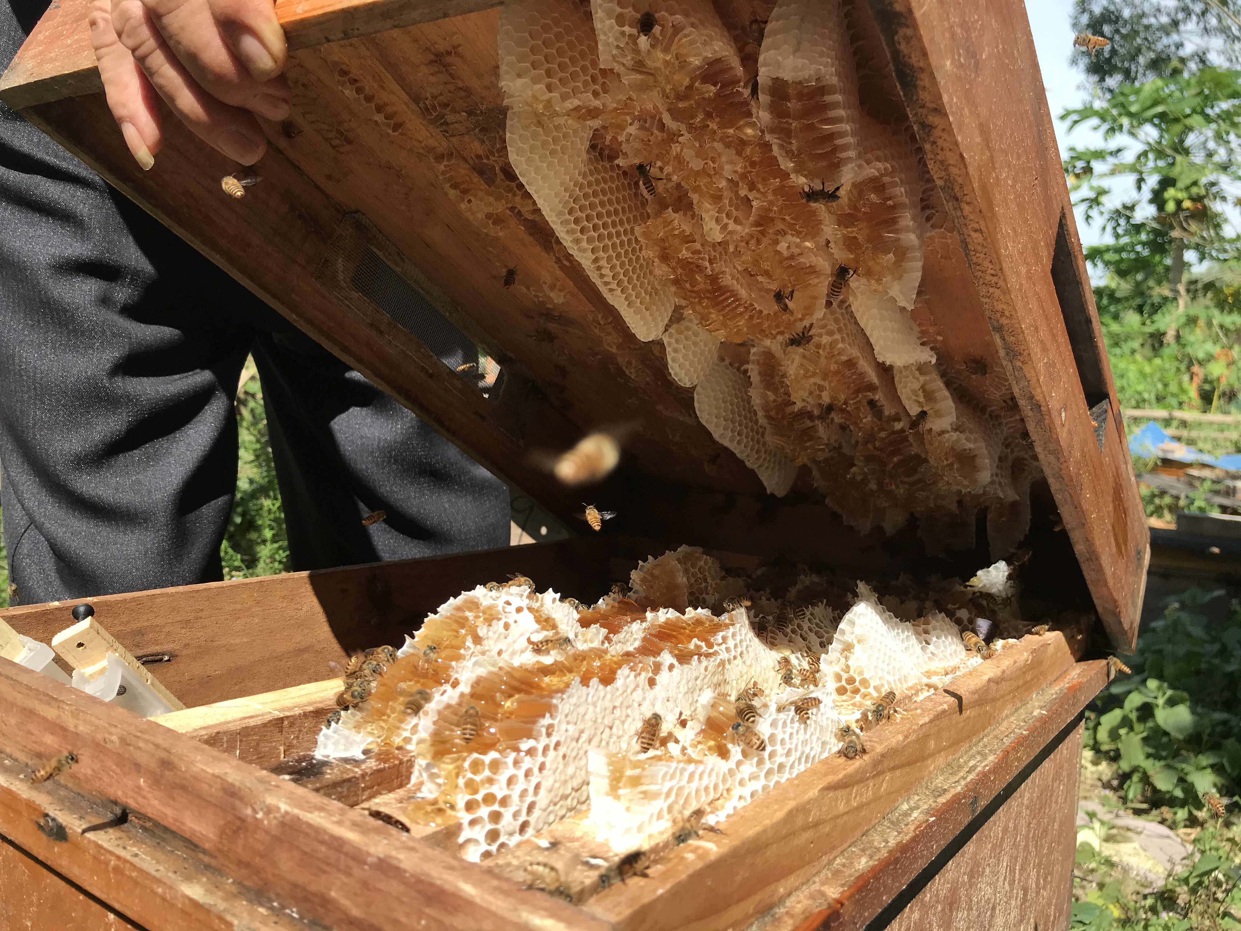 百花乡野晓哥包农家自产自销成熟蜂巢1斤装土蜂500g蜂蜜