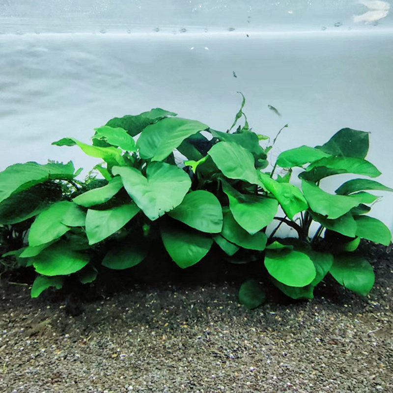 鱼缸装饰水榕水草活体水族箱造景淡水植物新手造景