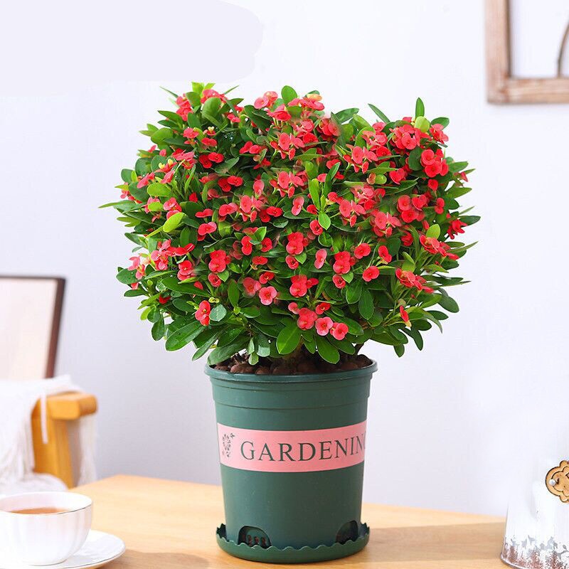 开花花卉海棠盆栽室内盆景绿植四季花虎刺梅时令草本花卉