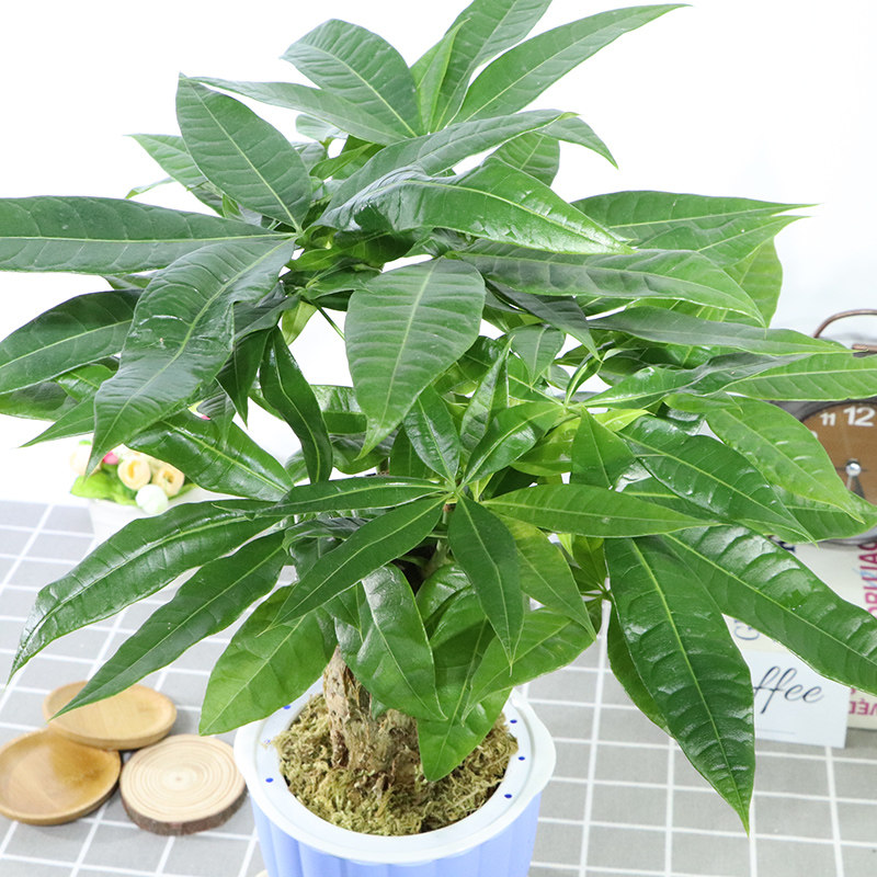 大叶发财树盆栽绿植植物四季观赏花卉办公办公室绿植