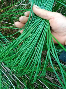 天然野生灯芯草龙须草灯草水干货