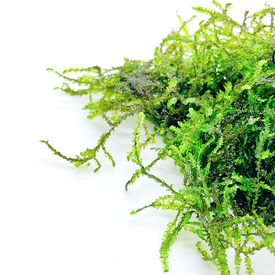 莫斯垂泪水草植物懒人真草前景鱼缸莫丝淡水水草