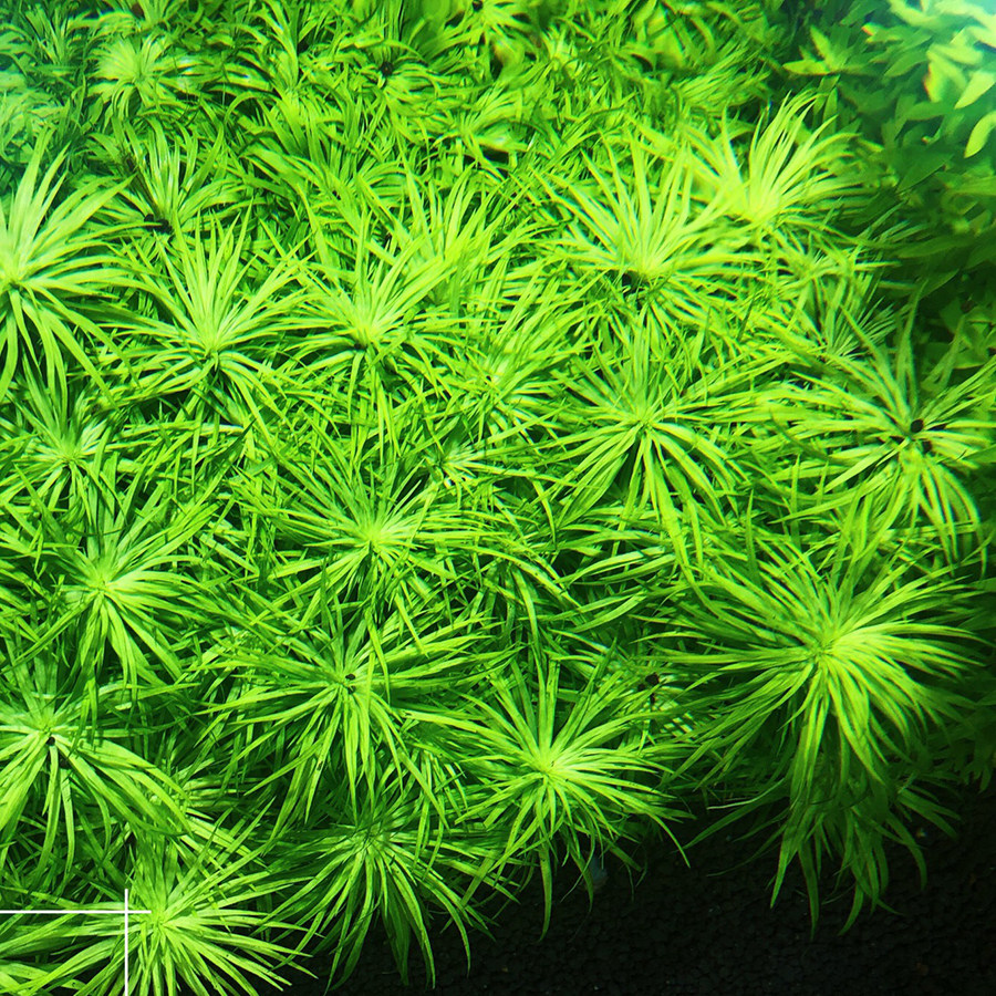 太阳类水草 鱼缸水草 造景草 后景 谷精太阳水草