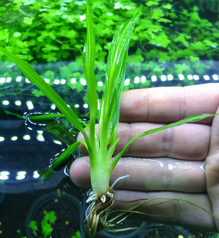 水草阴性皇冠迷你九冠鱼缸造景前景中景无需水草