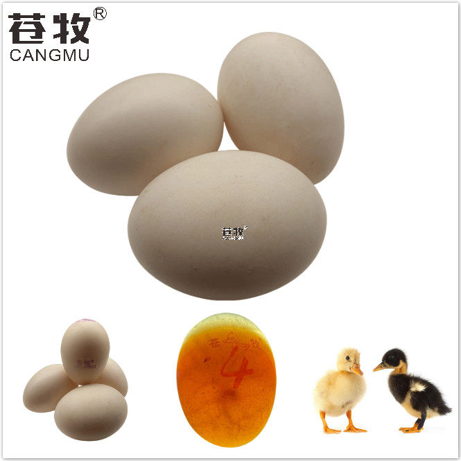 苍牧非洲种蛋6枚香醇红嘴鸭可孵化美洲小鸭鸭蛋