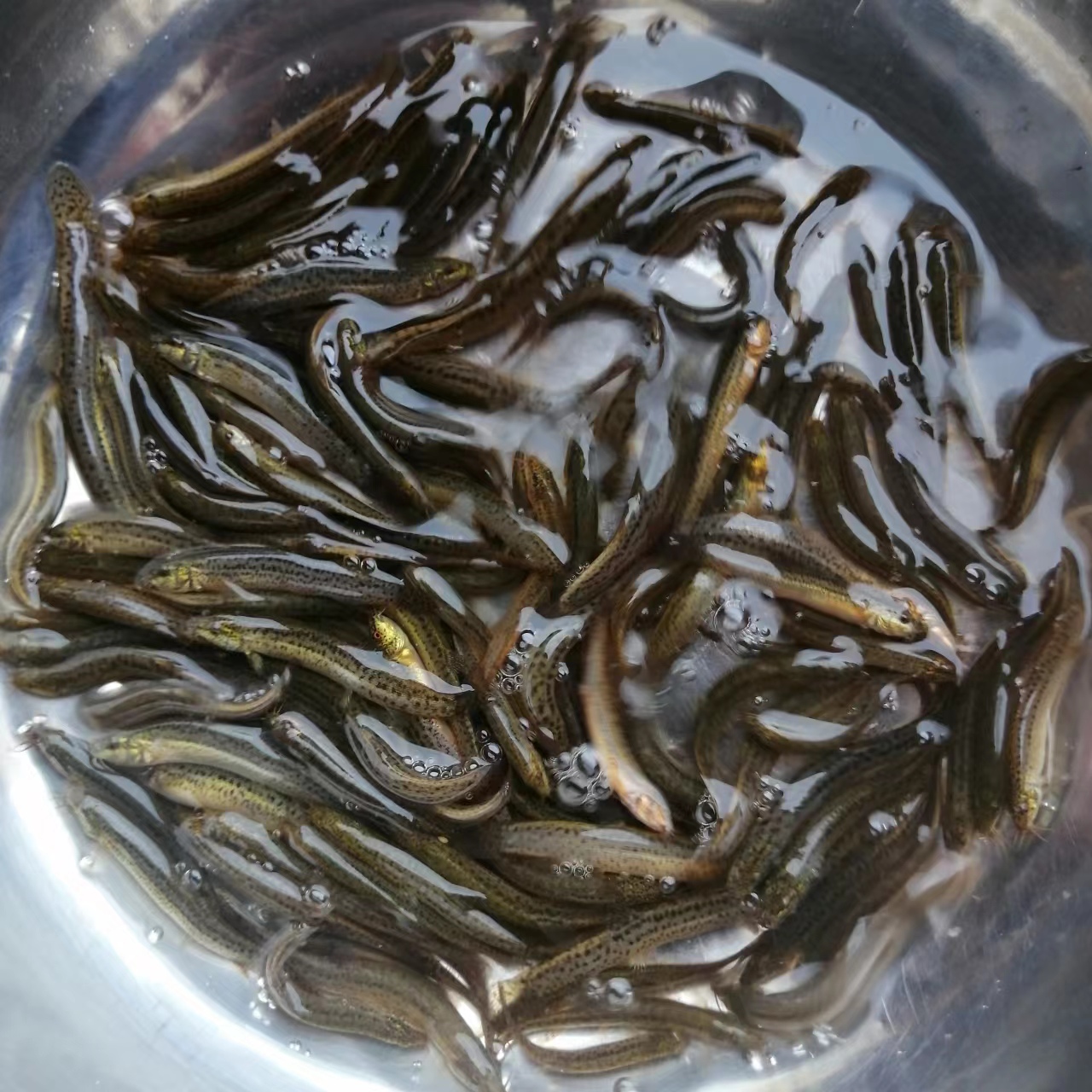 台湾泥鳅路亚野钓小泥鳅鲜活淡水鱼乌龟龙鱼活饵鱼