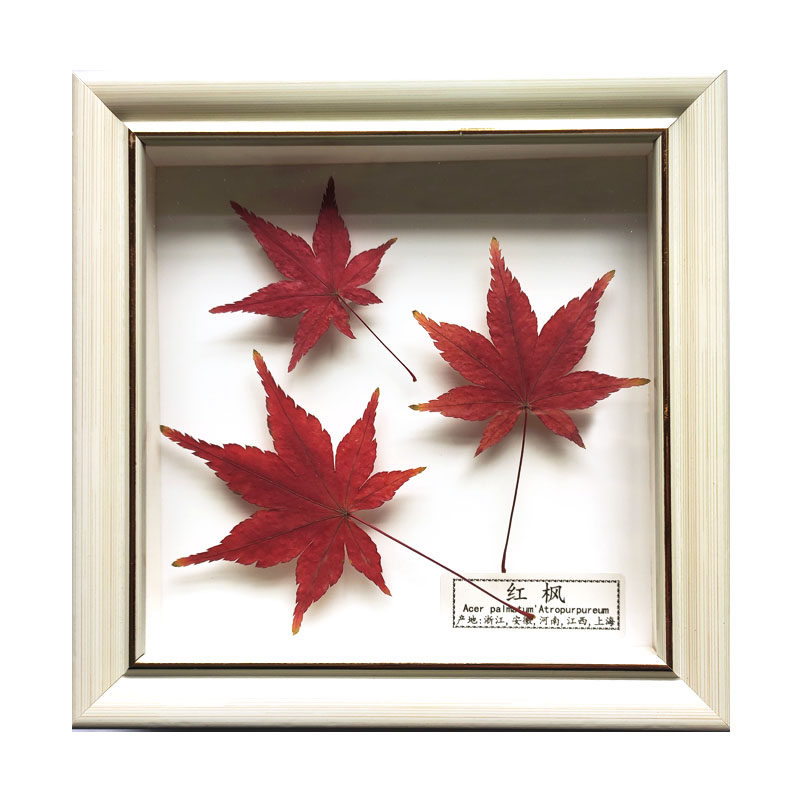包邮天然植物叶子标本立体相框枫叶枫叶红红枫手工标本类装饰画