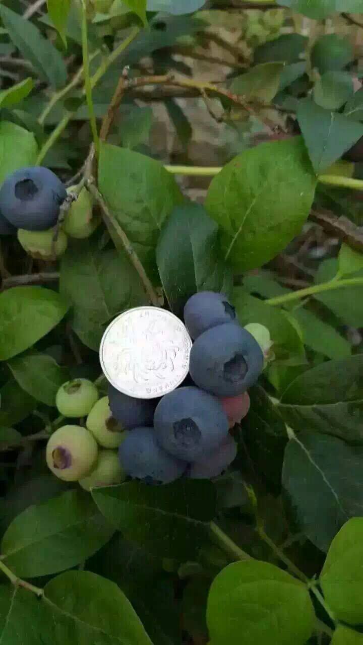 冰冻新鲜孕妇防腐剂罐头冰点蓝莓特产东港丹东蓝莓