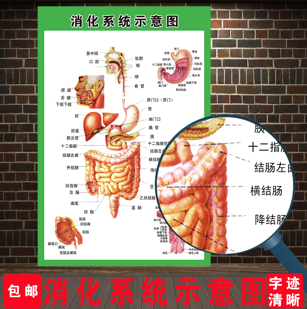 消化肠道系统结构示意图医学宣传挂图人体器官写真