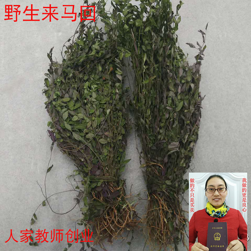来马回 野生瓜子金草干品勒马回辰砂草二月花惊风草野中草药 优质