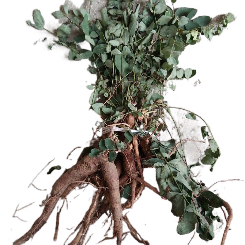 地丁野生新鲜紫花草地丁根萝卜甜地丁米口袋其他药食同源食品