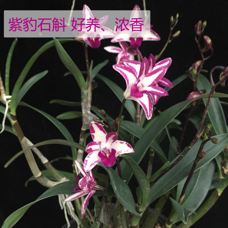 石斛澳洲兰花花苗香水室内花卉盆栽冬带花苞时令草本花卉