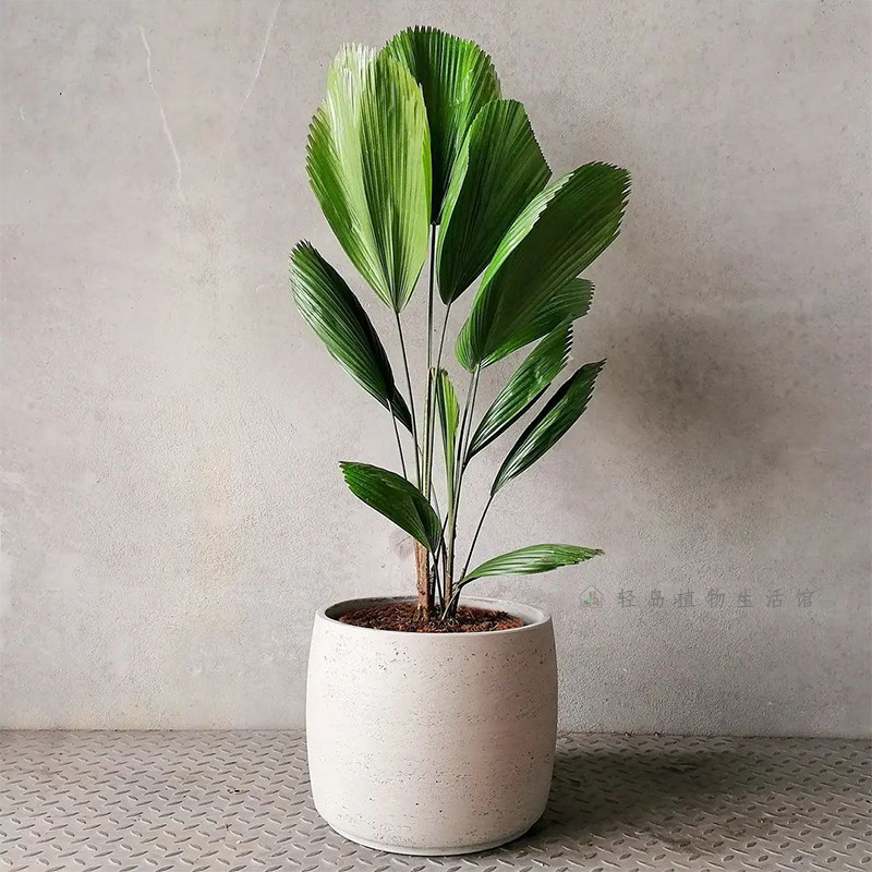 圆叶轴榈轴棕叶盆栽办公办公室室内喜阴好养易活绿植