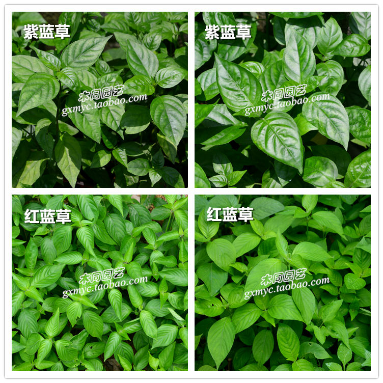 红蓝草苗紫蓝红色紫色七彩糯米米饭天然植物绿植