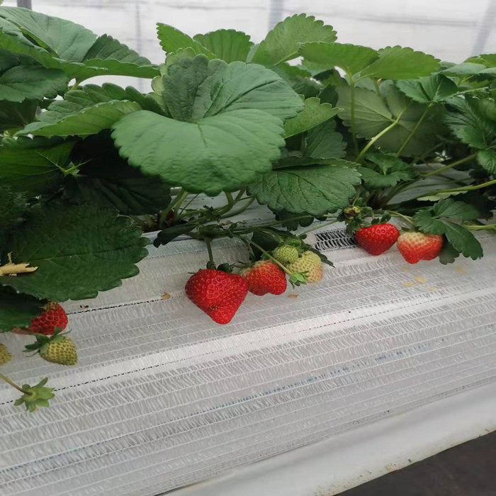 山点水草莓红草莓小盆苗桃薰珍丰隋珠越心越秀宁玉红颜章姬