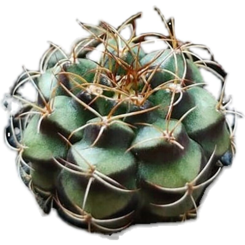 丽蛇实生仙人趣味开花小型仙人掌多肉植物勤花多肉植物