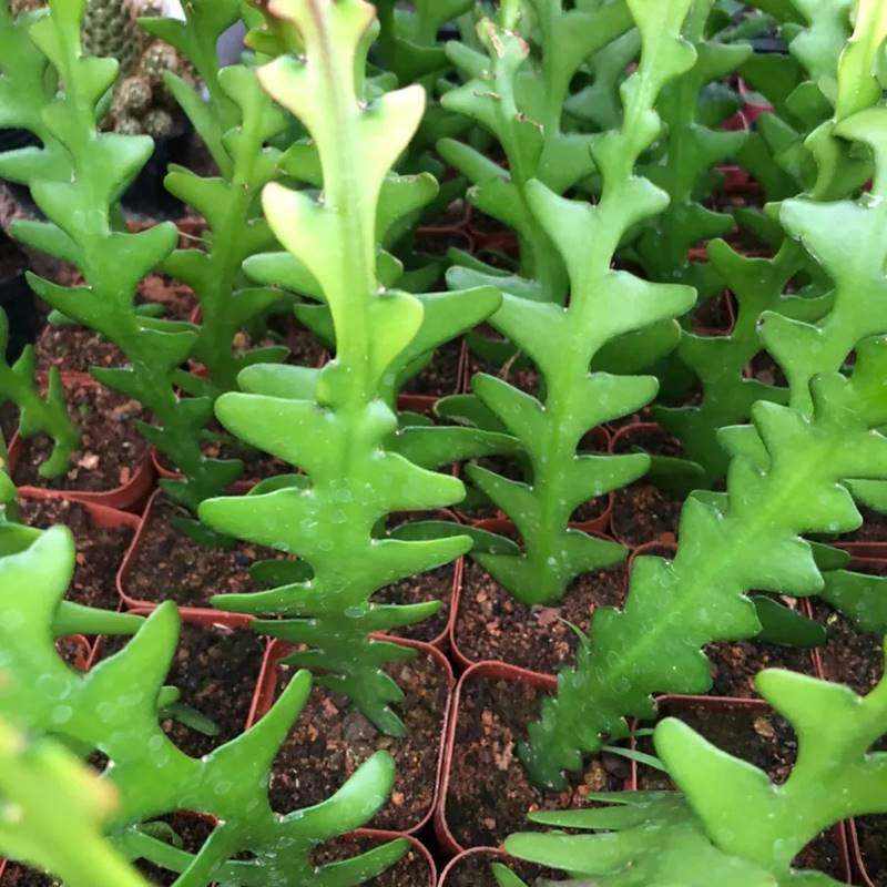 鱼骨令箭荷花锯齿昙花多肉植物仙人掌室内外阳台多肉植物