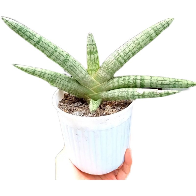 佛手佛前香棒叶虎尾兰虎虎皮绿植养活仙人仙人掌多肉植物