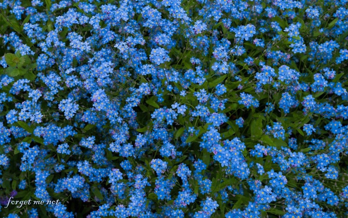 勿忘草种子 蓝色勿忘我种子四季播易种草籽 室内盆栽花卉种子植物