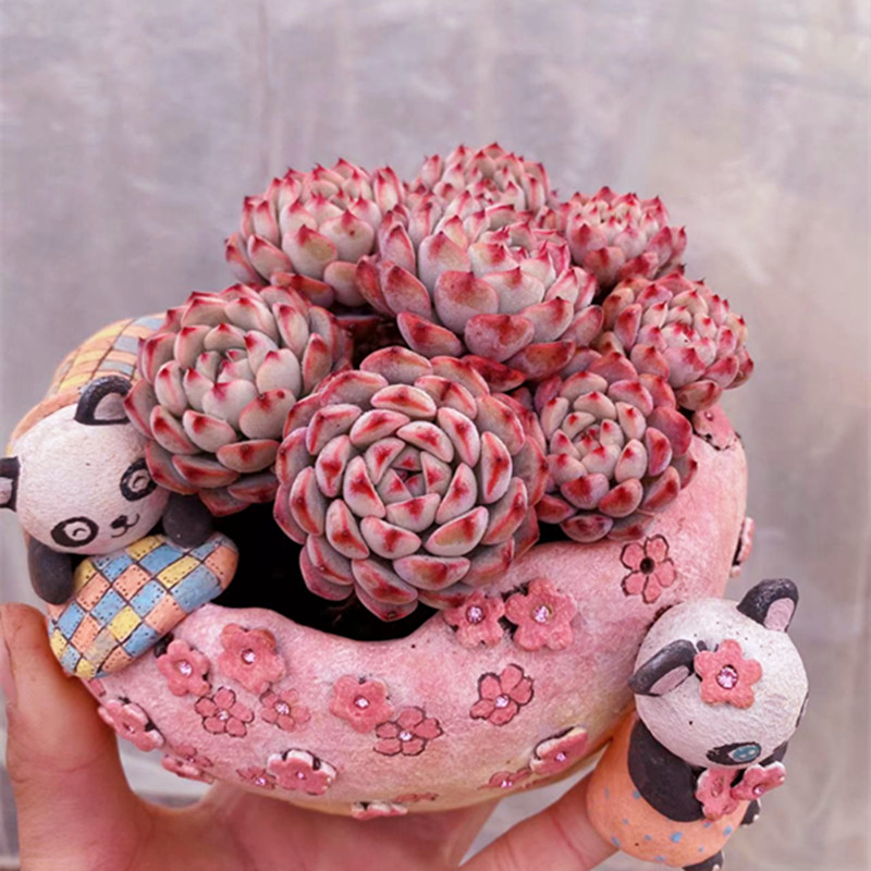 稀有粉姬莲多精品老桩一物一拍多肉植物品种多肉植物