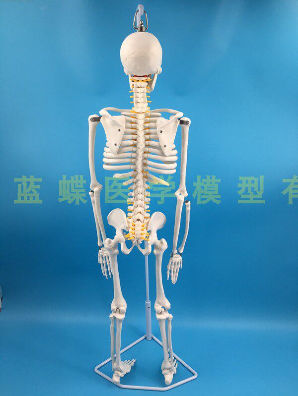 85cm人体骨骼模型骨架带椎间盘神经模型仿真骨架模型医学正骨教学