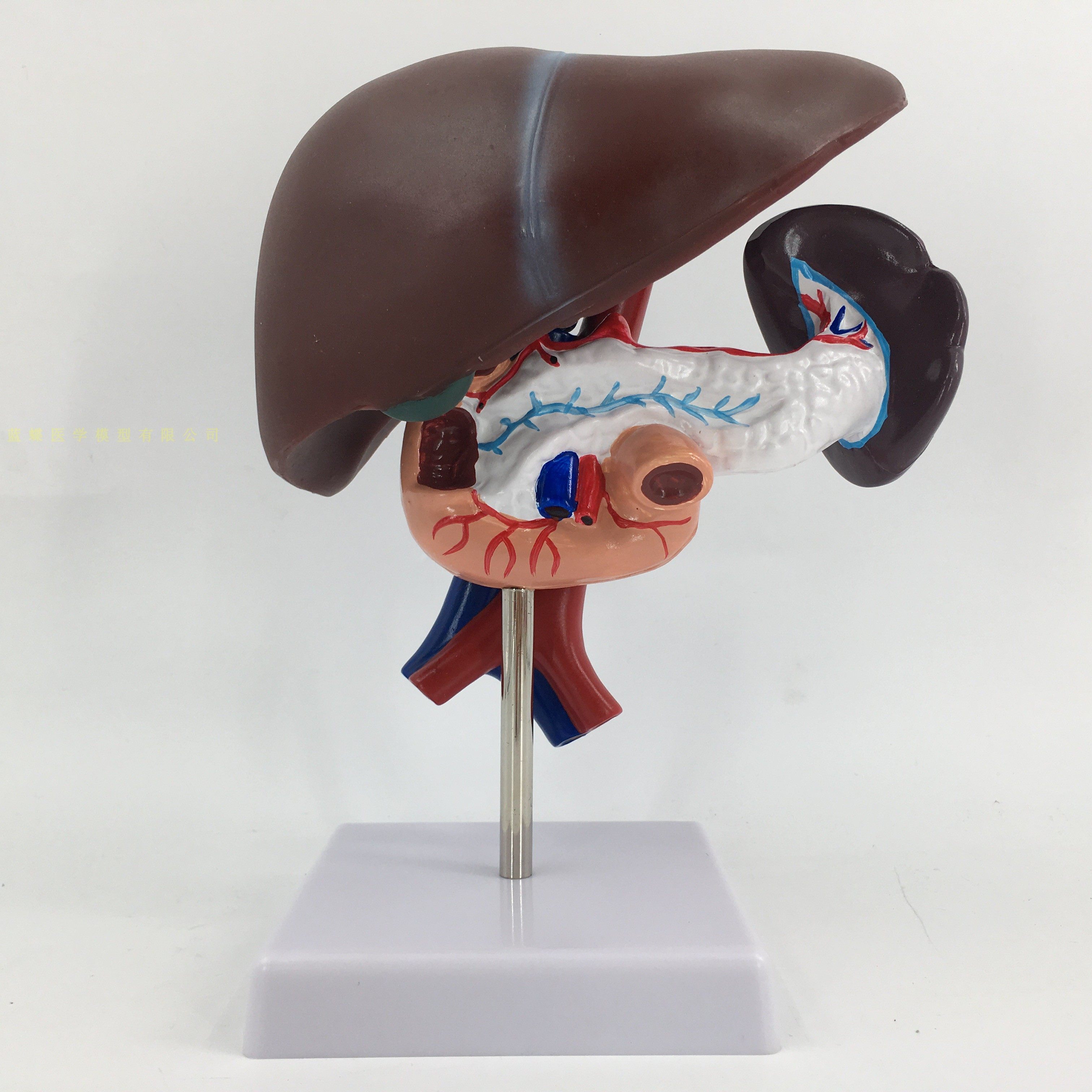 肝胰十二指肠模型肝脾血管胰腺腹腔动静静脉结构其他模型玩具