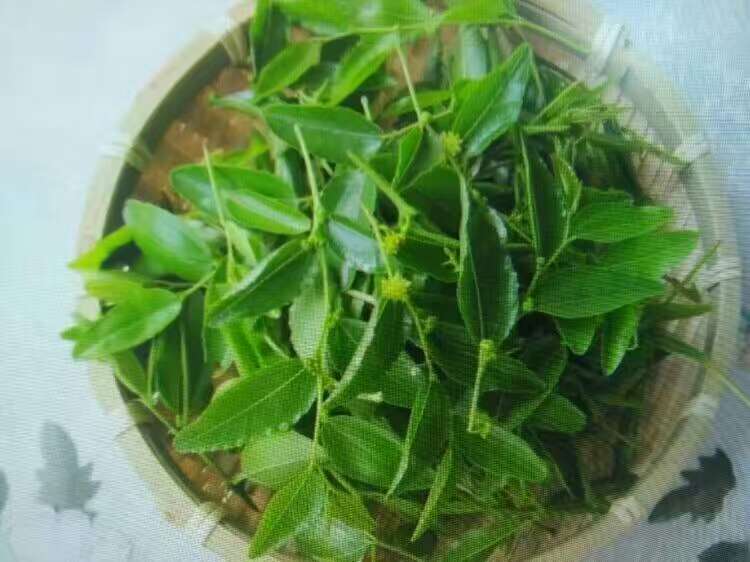 酸枣2021年叶茶助盒装茶礼野生新茶叶特产泰山茶叶养生茶