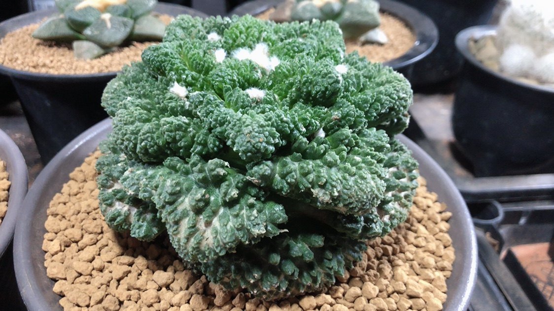 仙妍园艺超级哥斯拉菜花牡丹一口价不刀开花精品多肉植物