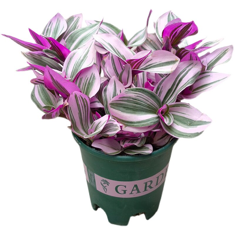 油画婚礼吊兰胭脂多肉植物红色观叶紫露兰净化空气多肉植物