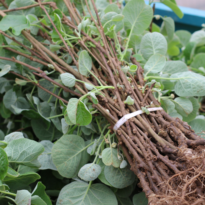 红心猕猴桃苗南方北方种植自花授粉软枣猕猴桃苗嫁接苗当年结果