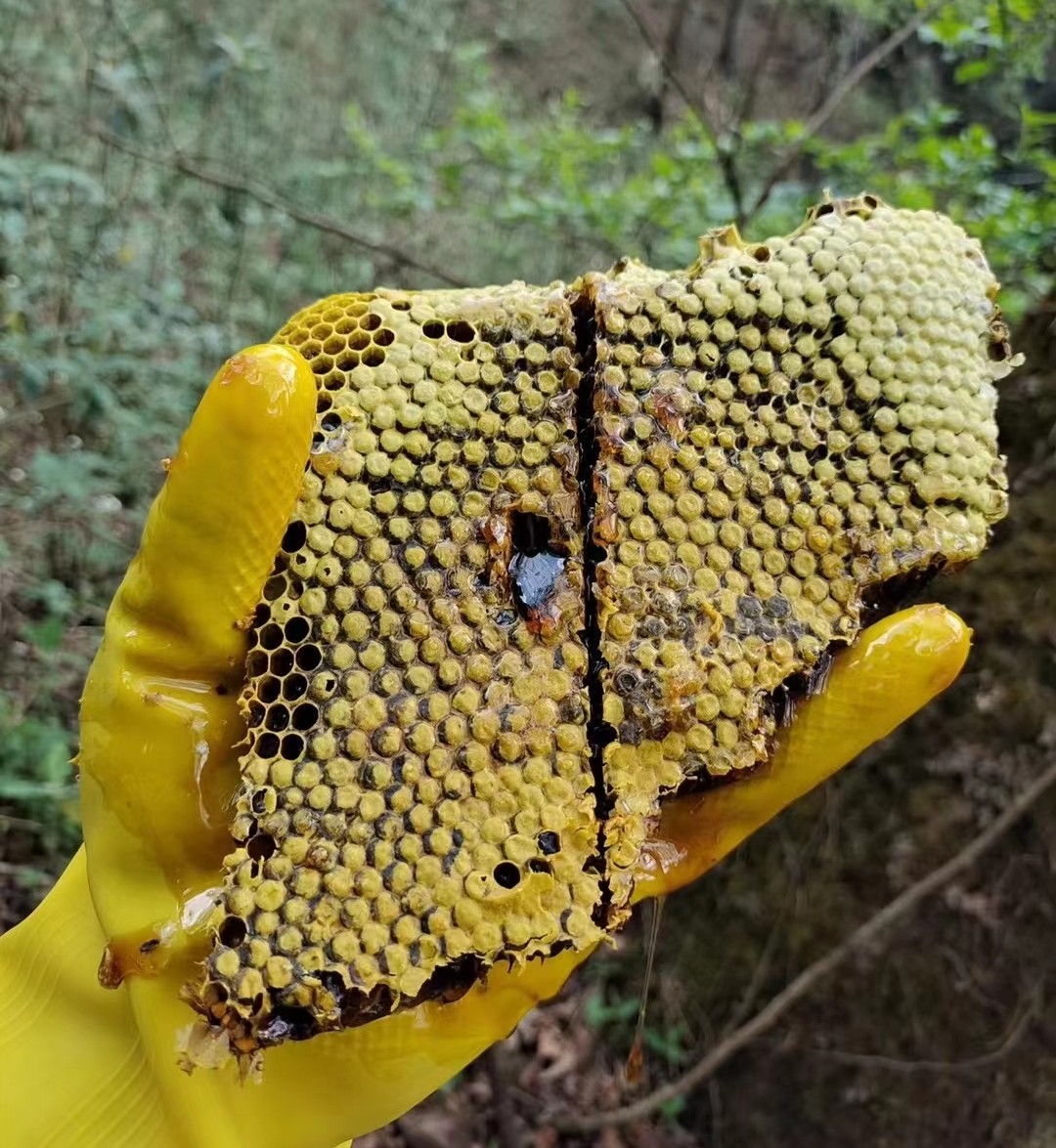 蜂蜜野生百花蜜土蜜巢深山原蜜来自武当山蜂蜜