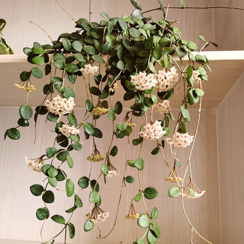 球兰盆栽大苗包当年开花花卉室内爬藤绿叶喜阴花卉